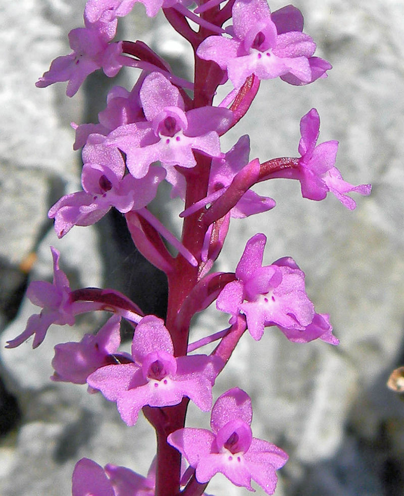 Orchidea a quattro punti